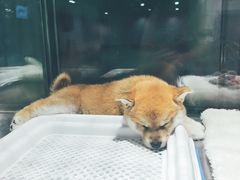 -宠物世家(仲盛世界商城店)