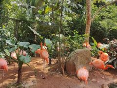 -海南热带野生动植物园