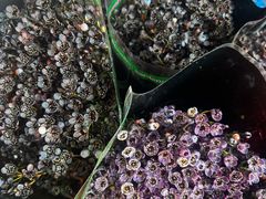 -循礼门鲜花花市(武汉循礼门店)