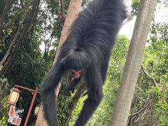 -广州长隆野生动物世界