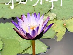 -云溪植物园