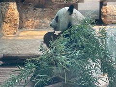 -石家庄市动物园