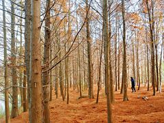 -上海海湾国家森林公园