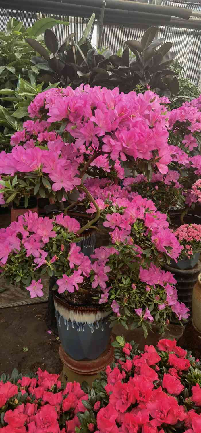 金地花卉大观园嘉茂鑫源绿植鲜花-"离家近 经常来买花 花比较新鲜