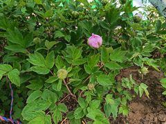 -洛阳市隋唐城遗址植物园