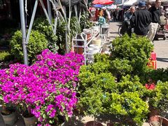 -中环花鸟鱼虫市场