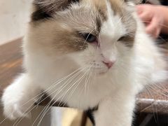 -猫友咖啡店(玉林西路店)