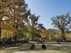 -千年银杏谷文化旅游区