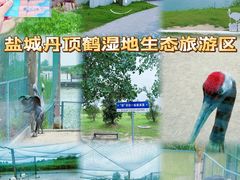 -盐城丹顶鹤湿地生态旅游区