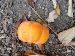 -安庆馄饨店(园东路店)