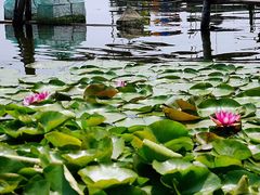 -荷花荡