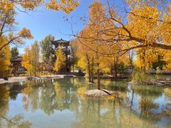 -金塔沙漠胡杨林景区