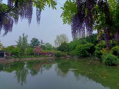 -嘉定紫藤园