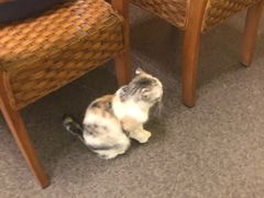-猫色咖啡·猫咖