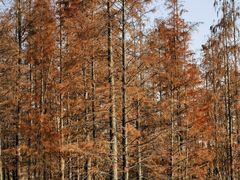 -白鹭湾湿地公园