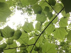 -帽儿山风景区
