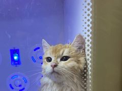 -PETKIT小佩宠物·低压洗护(国顺东路店)