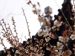 -苏州上方山国家森林公园