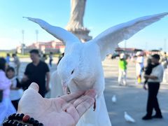 -天津妈祖文化园