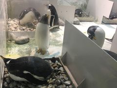 -大连圣亚海洋世界