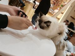 -滚猫咖啡·猫咖·猫友好撸猫(未来城店)