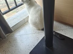 -喵园·猫主题咖啡厅·撸猫·猫咖(国贸店)