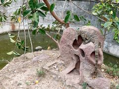 -野象谷景区