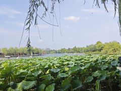 -济南大明湖景区