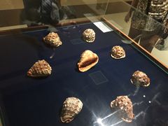 -青岛贝壳博物馆