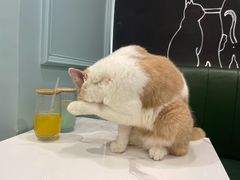 -安格丽娜·狗咖·猫咖羊驼咖(春熙路百盛商场店)