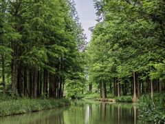 -西溪国家湿地公园