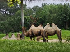 -北京野生动物园