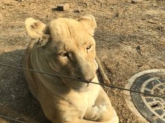 -石家庄市动物园