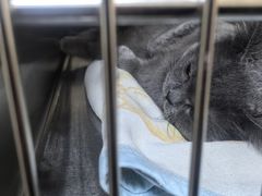 -艾贝尔宠物医院 ·内科全科(梁溪路店)