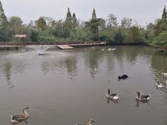 -溱湖国家湿地公园