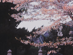 -鸡鸣寺