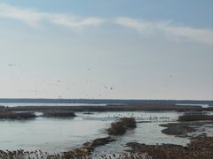 -盐城丹顶鹤湿地生态旅游区