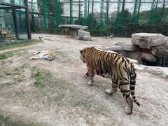 -上海野生动物园