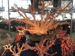 -绮丽珊瑚(台北101旗舰门市店)