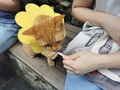 -喵屿·大理花园猫咖