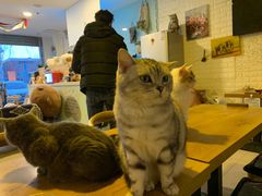 -平行世界·猫咖(首经贸店)