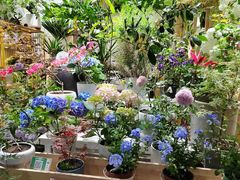 -朝来春花卉市场