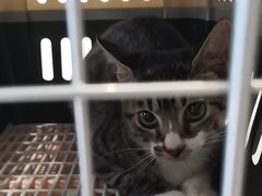 -艾吉宠物医院·疑难杂症转诊中心·猫友好(碧江路院)
