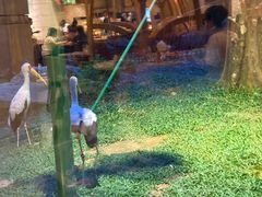 -熊猫自助餐厅.萌趣城堡(长隆熊猫酒店)