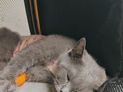 -纳吉亚猫专科动物诊疗中心(蒋宅口分院)