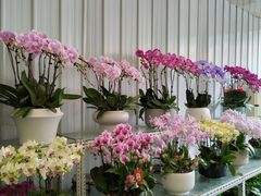 -金科花卉市场