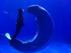 -多彩贵州城极地海洋世界