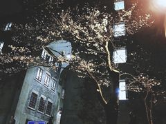 -武汉大学-樱园