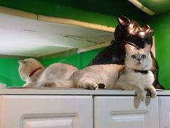 -李小姐の猫咖啡馆(五角场店)