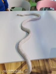 -Moni星球萌宠·小马宝莉·灵蛇·高端高阶全萌宠互动体验俱乐部(红豆国际广场店)